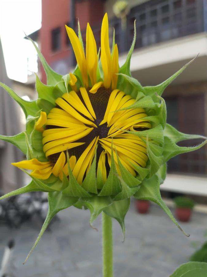 Helianthus Guesthouse Ammouliani Exterior photo